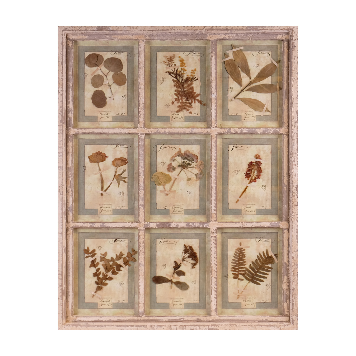 Framed herbarium, early 20th century.