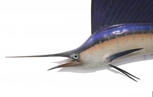 DISSECTED SAILFISH, 1967.