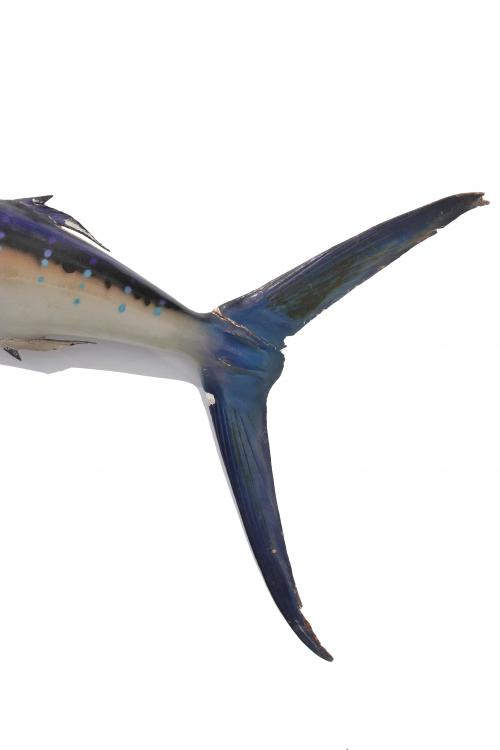 DISSECTED SAILFISH, 1967.
