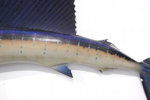 DISSECTED SAILFISH, 1967.