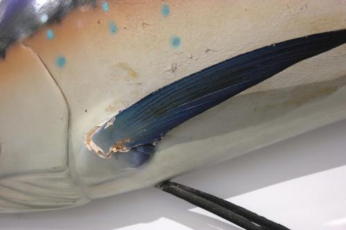 DISSECTED SAILFISH, 1967.