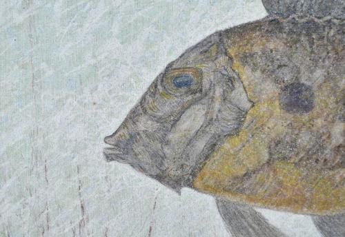 APOLINAR LANDAJO (XX). "Peces".  