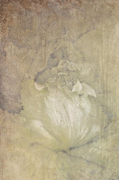 RAFAEL MUYOR (1943). "Cabbage", 1990.