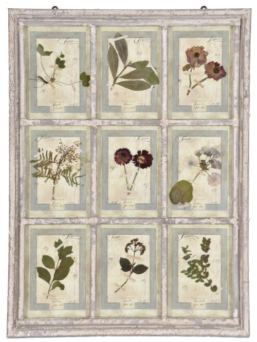 Framed herbarium, early 20th century.