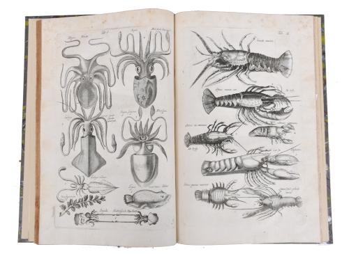 JOHN JONSTON (1603 - 1675). Historiae Naturalis de Exanguib