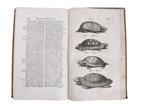 JOHN JONSTON (1603 - 1675). Historiae naturalis de quadrupe