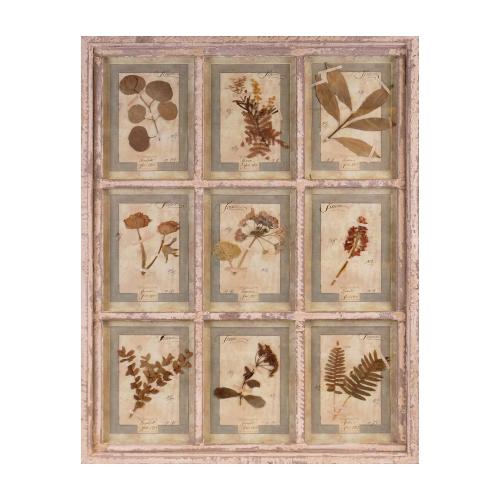 Framed herbarium, early 20th century.