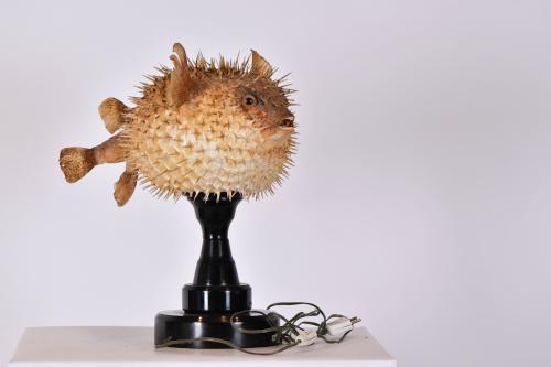 Blowfish lamp