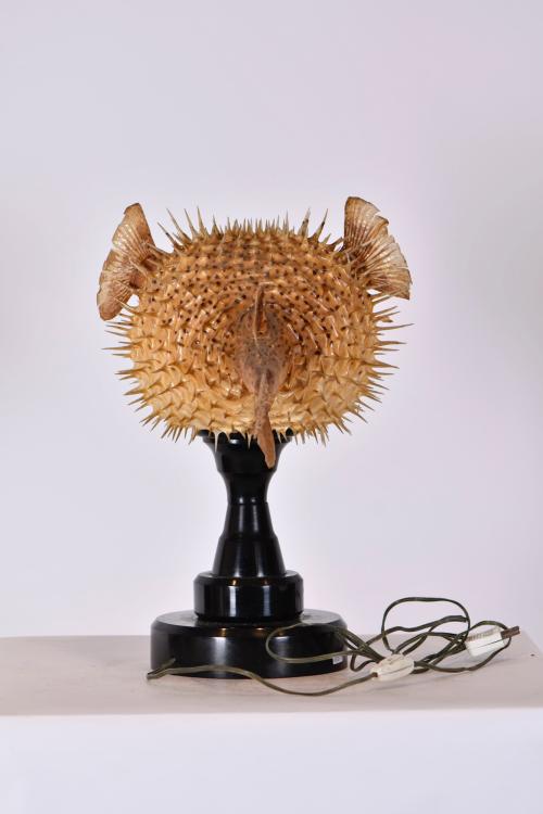 Blowfish lamp