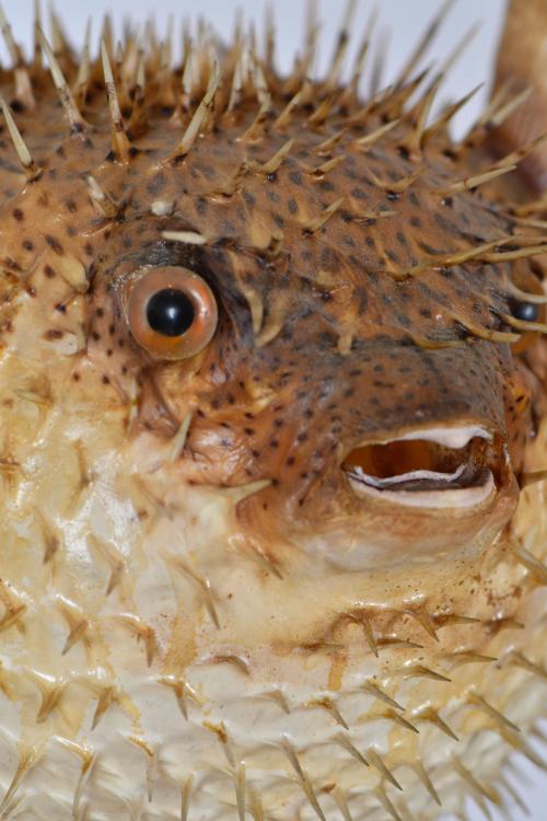 Blowfish lamp