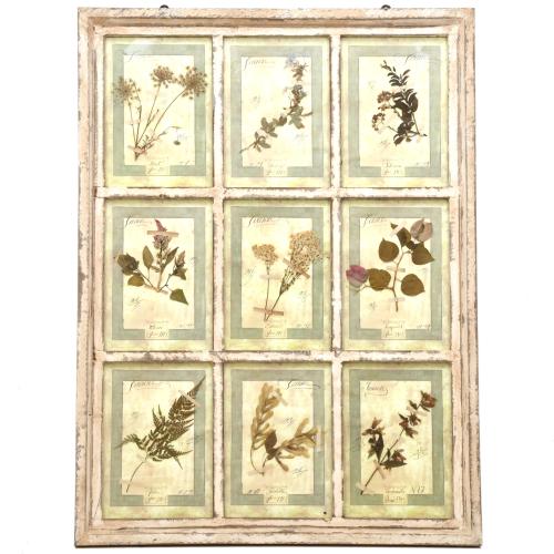 Herbario enmarcado, pps. siglo XX. 