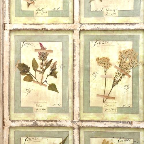 Herbario enmarcado, pps. siglo XX. 